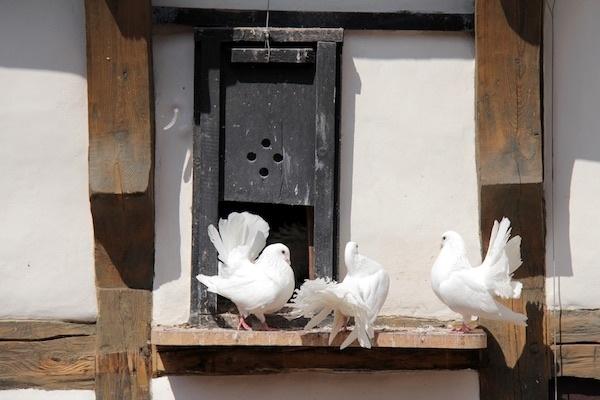 Biosecuritatea pentru crescatoriile de porumbei
