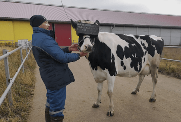 realitate virtuala vaci lapte